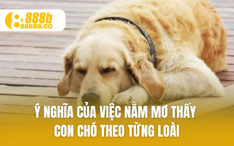 Ý nghĩa của việc nằm mơ thấy con chó theo từng loài